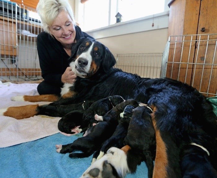  Pretty Girl and puppies (Adrian Lam/Times Colonist)