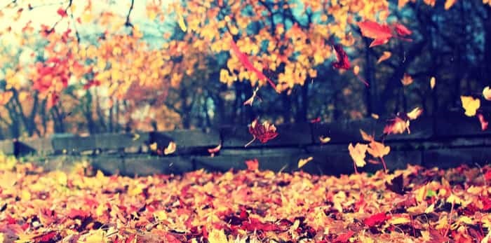  Photo: Leaves falling on ground / Shutterstock