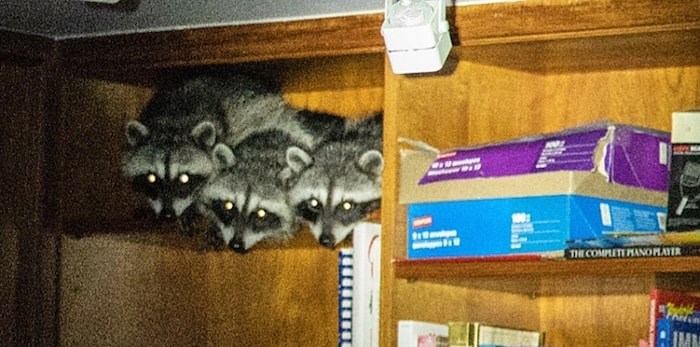  A family in West Vancouver was awoken by a group of hungry, and noisy, raccoons last night. (Photo courtesy Stephanie La Porta)