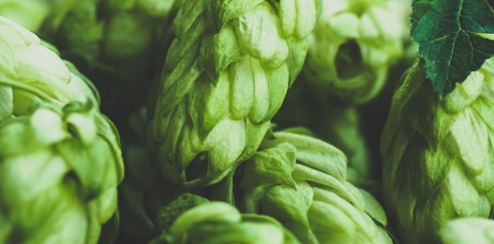  Hops/Shutterstock