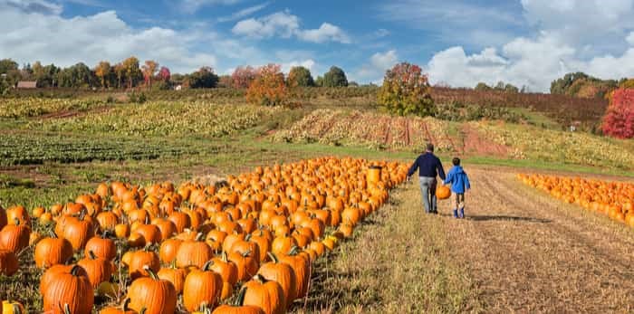  Photo: pumpkin patch kid / Shutterstock