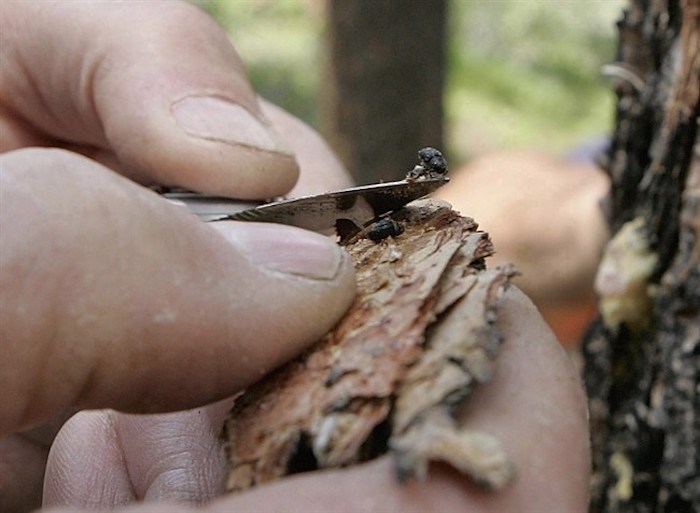  ** FILE ** A Mountain Pine beetle or bark beetle is seen on the tip of forester Cal Wettstein's knife during the examination of trees in the White River National Forest near Vail, Colo., in this July 5, 2005 file photo. Clearing or burning beetle ravaged forests may be costly but could mitigate against the kind of massive wildfires that have been seen in British Columbia the last two summers, say researchers. THE CANADIAN PRESS/AP-Ed Andrieski