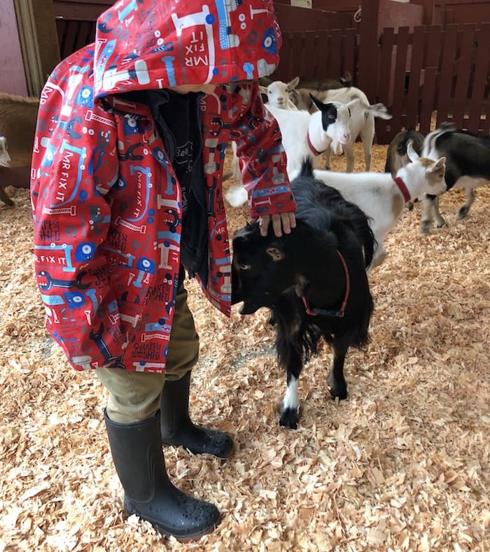  Kids and kids at heart can pet the kids in the goat pen at Beacon Hill Children's Farm (Lindsay William-Ross/鶹ýӳ)