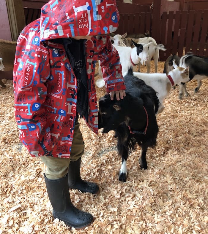  Kids and kids at heart can pet the kids in the goat pen at Beacon Hill Children's Farm (Lindsay William-Ross/Vancouver Is Awesome)