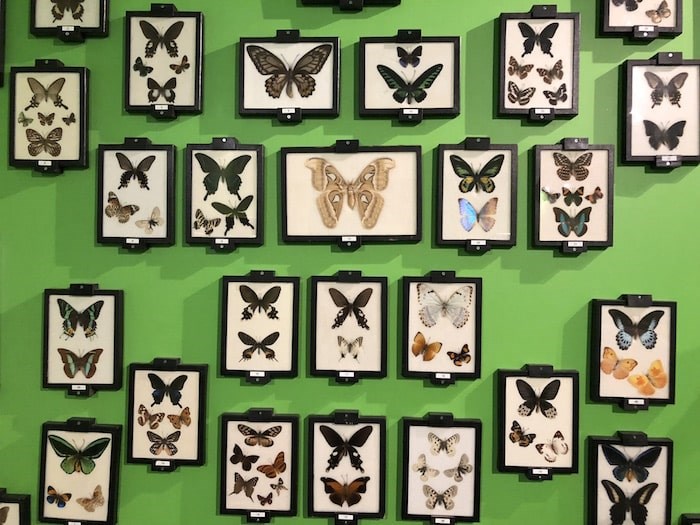  These guys don't crawl like the other displays at the Victoria Bug Zoo (Lindsay William-Ross/鶹ýӳ)