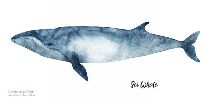  Watercolor illustration of the rare Sei whale (Shutterstock)