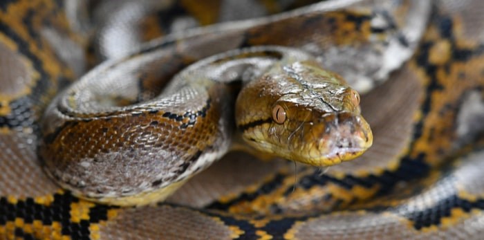  Reticulated python/Shutterstock