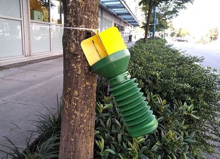 insect-trap-tree