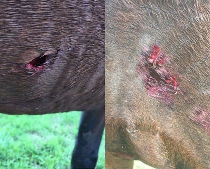  The horses had six and two bites – some requiring stitches – after being attacked by pit bulls in McDonald Park. Photo submitted