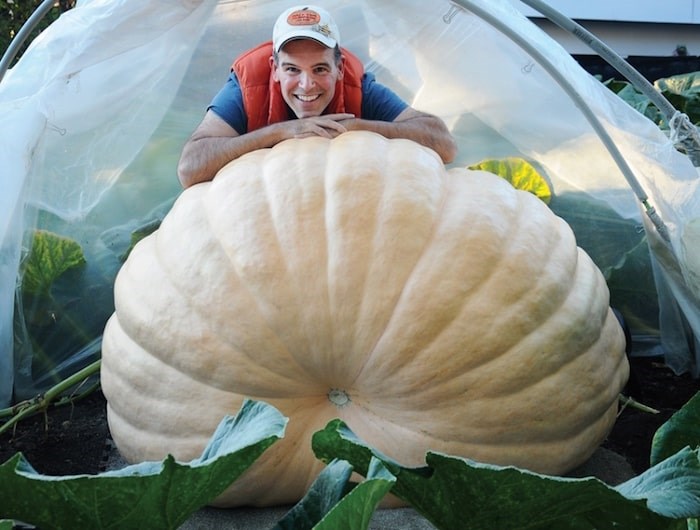  Queensbury resident Jeff Pelletier rests on Ella, his entry for this year’s Great Pumpkin Commonwealth competition. Pelletier estimates Ella weighs almost 1,000 pounds. photo Cindy Goodman, North Shore News