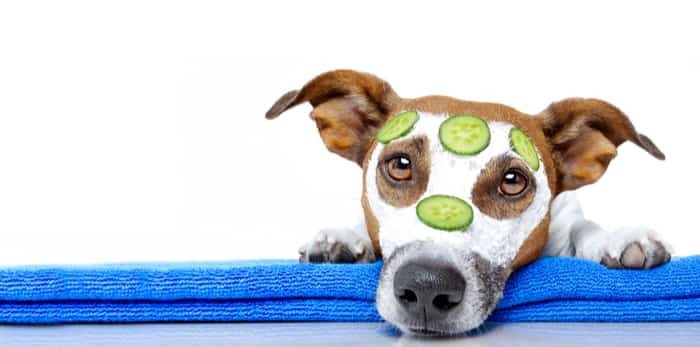  Photo: jack russell facial / shutterstock