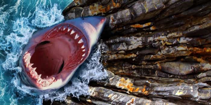  Photo: shark jump / shutterstock