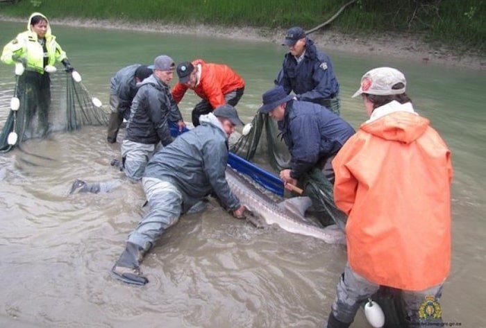  First Nations Police officers work to capture, and later release, a sturgeon on the banks of the Fraser river in a Sept. 20, 2018, handout photo. THE CANADIAN PRESS/HO-RCMP