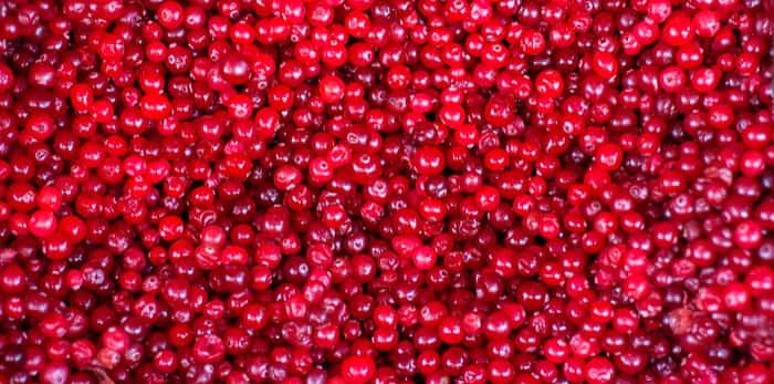  Photo: Cranberries galore / Shutterstock
