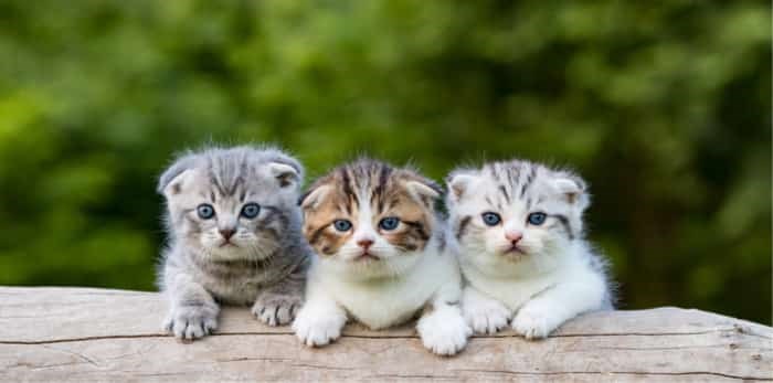  Photo: kittens on a log / Shutterstock