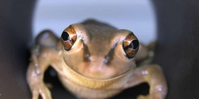  Photo: frog in tunnel / shutterstock