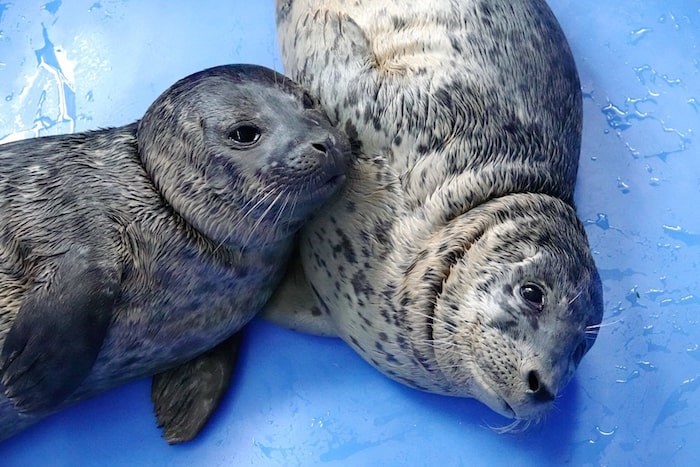  Seals Bubblegum and Blue Moon when they were first rescued. - Vancouver Aquarium Marine Mammal Rescue Centre