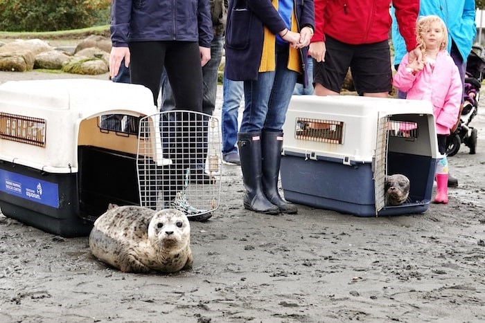  Rescued seals Bubblegum and Blue Moon cautiously leave their crates. - Vancouver Aquarium Marine Mammal Rescue Centre