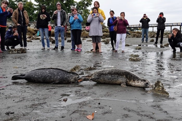  They head towards the water together. - Vancouver Aquarium Marine Mammal Rescue Centre