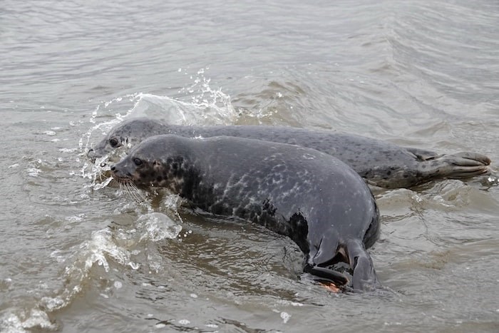  Bubblegum and Blue Moon make a splash. - Vancouver Aquarium Marine Mammal Rescue Centre