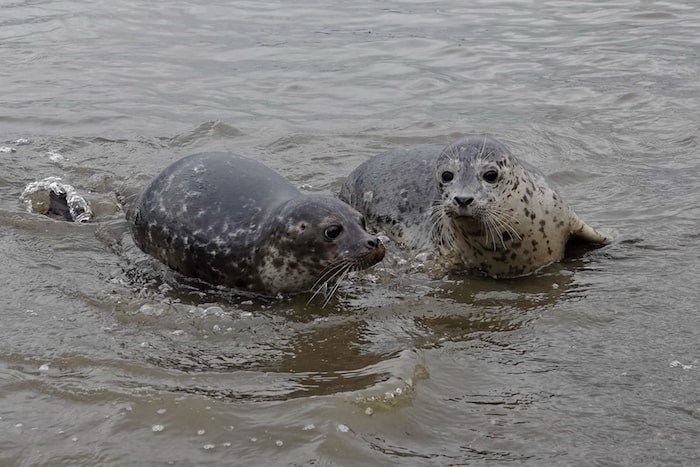  Rescued seals Bubblegum and Blue Moon have been reunited. - Vancouver Aquarium Marine Mammal Rescue Centre