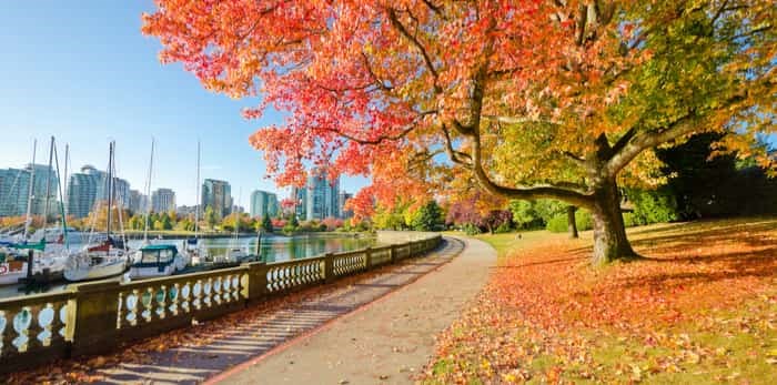  Photo: Vancouver seawall autumn leaves