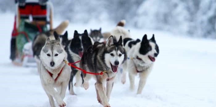  Photo: dog sledding