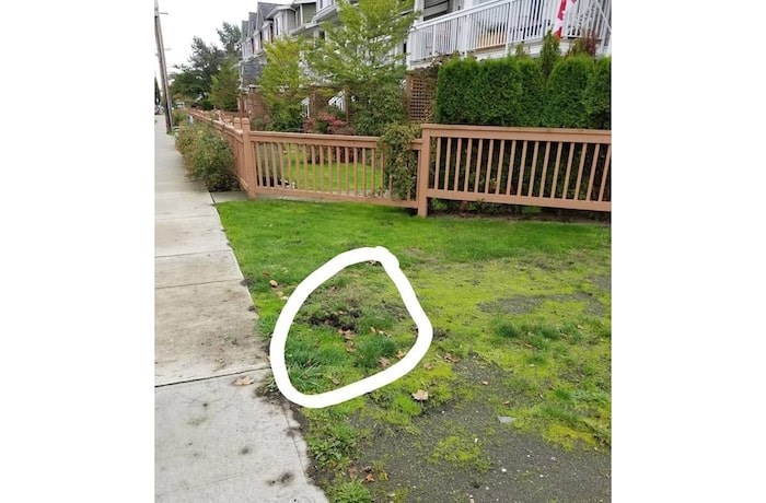  One of the grass areas near Steveston Community Centre where one of the animal traps were found by local residents. JJ Mac photo