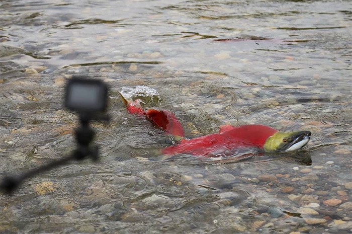  Some zealous salmon watchers get their selfie sticks a little too close to the fish. Try to give them more space than the pair of sockeye pictured here at the Adams River salmon run. Photo Bob Kronbauer