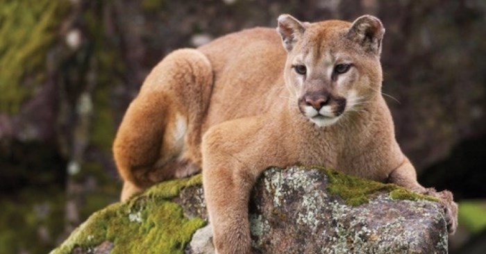  A woman was stalked by a cougar near Dakota Ridge on Oct. 6. She was frightened but was not harmed. (Photo via Coast Reporter)