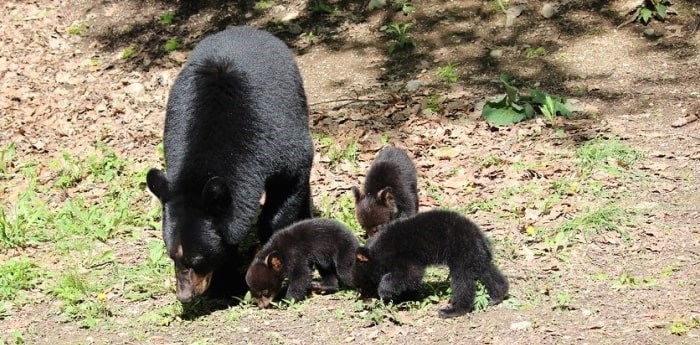  A black bear with cubs/Shutterstock