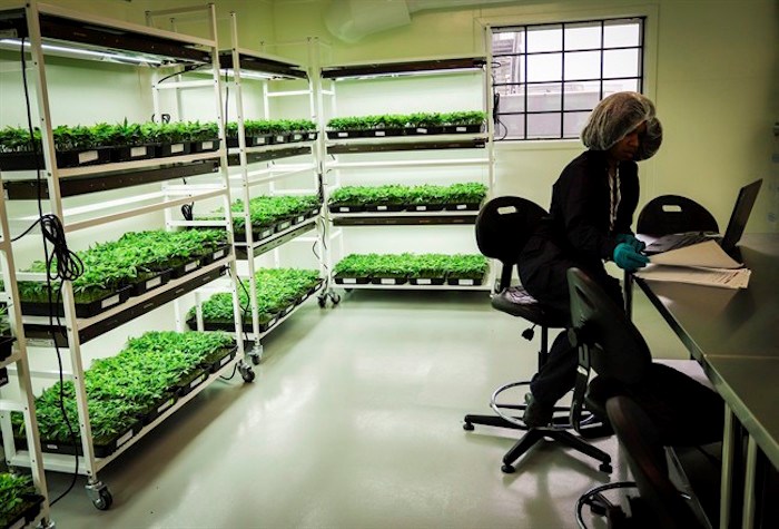  On Tuesday, the day before recreational pot is legalized, two doctors on opposite sides of the issue will participate in a live streamed debate sponsored by the College of Family Physicians of Canada. An employee monitors young marijuana in a grow room during a tour of the Sundial Growers Inc. marijuana cultivation facility in Olds, Alta., Wednesday, Oct. 10, 2018. THE CANADIAN PRESS/Jeff McIntosh