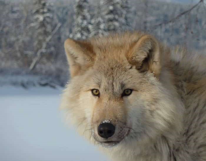  Photo: Northern Lights Wildlife Wolf Centre / Facebook