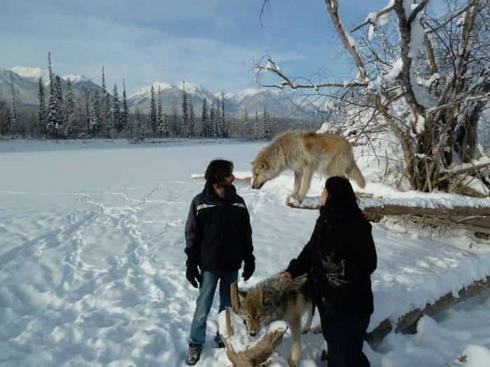  Photo: Northern Lights Wildlife Wolf Centre / 