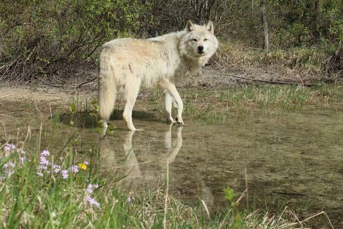  Photo: Northern Lights Wildlife Wolf Centre / 