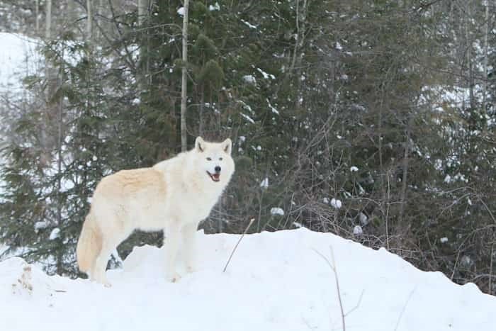  Photo: Northern Lights Wildlife Wolf Centre / 