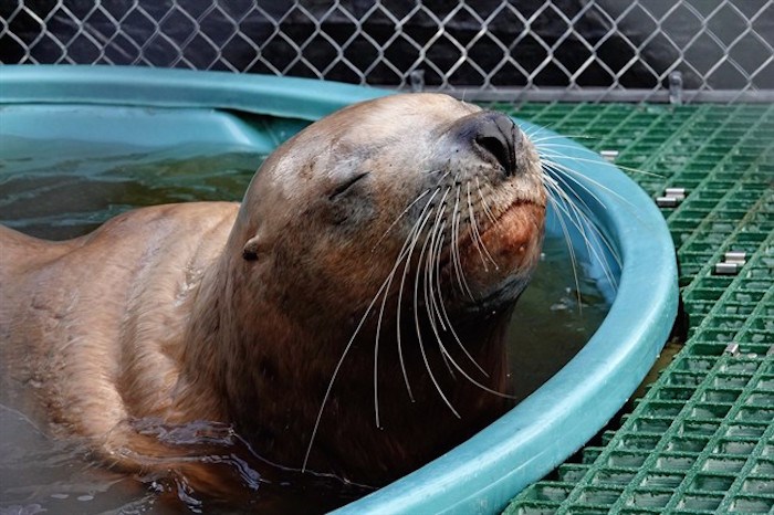  A male sea lion suffering from gunshot wounds to the head is shown in this recent handout photo. A sea lion suffering from gunshot wounds to the head was rescued by the 鶹ýӳAquarium Marine Mammal Rescue Centre. This is the second time in the span of a year-and-a-half that such an incident has occurred. THE CANADIAN PRESS/HO - 鶹ýӳAquarium Marine Mammal Rescue Centre