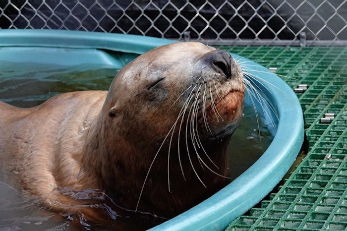  A male sea lion suffering from gunshot wounds to the head is shown in this recent handout photo. A sea lion suffering from gunshot wounds to the head was rescued by the Vancouver Aquarium Marine Mammal Rescue Centre. This is the second time in the span of a year-and-a-half that such an incident has occurred. THE CANADIAN PRESS/HO - Vancouver Aquarium Marine Mammal Rescue Centre