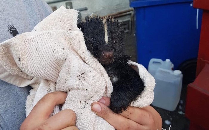  It took up to five hours to rescue this baby skunk after it got its head trapped in a dumpster drainage hole.