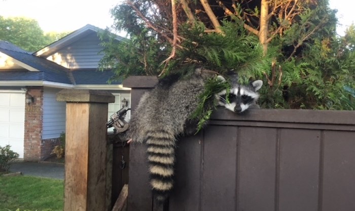  This raccoon was found by a City of Richmond worker in central Richmond with a leg trap attached. By the time animal rescue services got there, the creature was hanging from the fence. Photo submitted