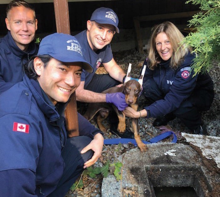  Members of West Vancouver Fire and Rescue pose with Cody the Doberman just outside the backyard sump he became trapped in Saturday afternoon. photo supplied