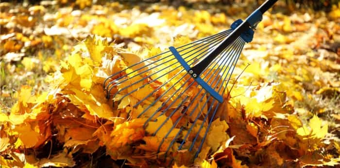  Photo: Raking fall leaves with rake / Shutterstock