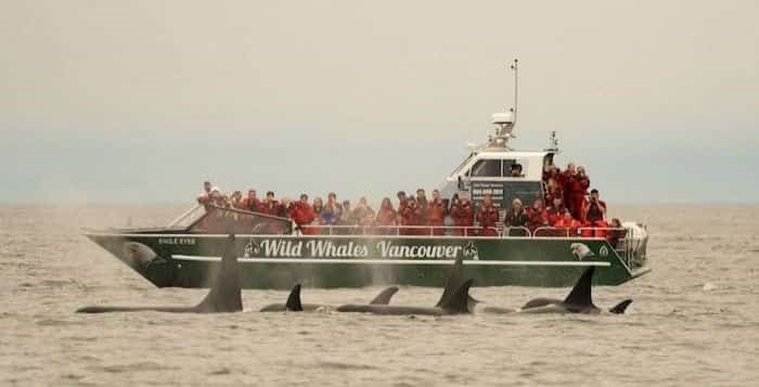  Photo: Wild Whales Vancouver / 