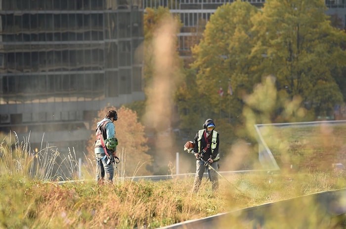  Landscaping crews started the annual mowing of the green roof at Vancouver Convention Centre this week. It takes about two weeks to trim and mow the six-acres living roof. Photo Dan Toulgoet