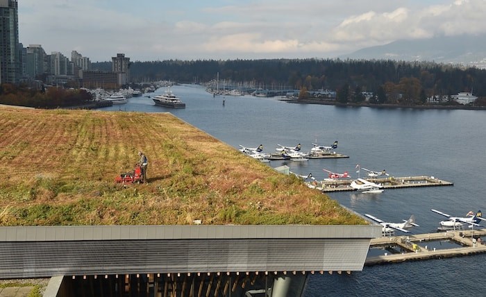  Landscaping crews doing the annual mowing of the green roof at Vancouver Convention Centre in October 2018. It takes about two weeks to trim and mow the six-acres living roof. Photo by Dan Toulgoet