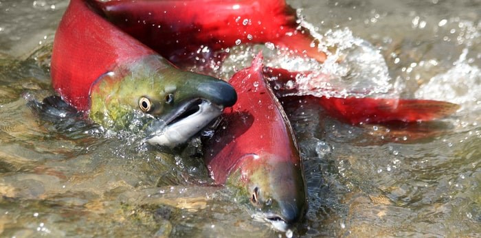  Salmon spawning/Shutterstock