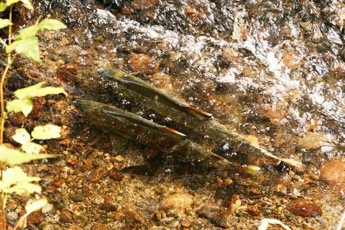  Two salmon spawning in Stoney Creek. The salmon run will last another two to three weeks, according to Mark Angelo. (Photo by Mark Angelo)