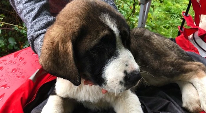  A St. Bernard-cross puppy is seen in this undated handout photo. Two St. Bernard-cross puppies are safe and warm after being rescued from the side of a cliff in a rural area of British Columbia's Fraser Valley, east of Vancouver. A search and rescue team plucked the 16-week-old female pups from the cliff on Sunday, four days after a resident said she heard dogs howling from somewhere in the bush near her home. THE CANADIAN PRESS/HO, Adrian Walton