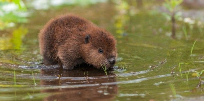  Beaver kit/Shutterstock