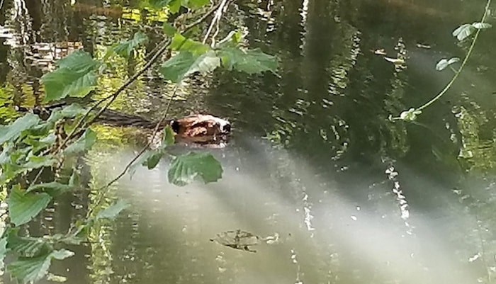  The beaver family that used to live in Pigeon creek has now established a new home in Suter Brook creek. Local beaver advocate Judy Taylor-Atkinson said the creatures likely moved because of the stress and upset caused by the city's attempts last year to evict it from their den in a storm drain pipe that resulted in the death of one of two kits. She said their tumult reinforces the need for the city to develop a beaver management plan that relies on science. (Photo by Larry Smith)